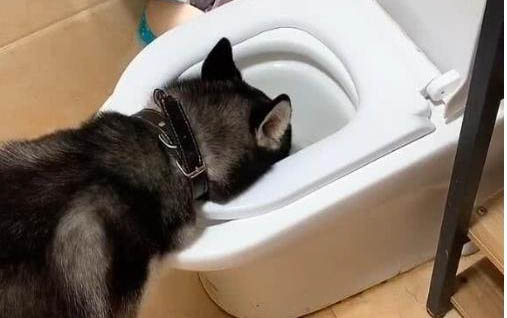 狗狗得犬瘟后一般多久死亡啊?