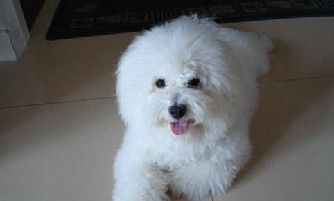 懷孕比熊母犬飼養知識大全