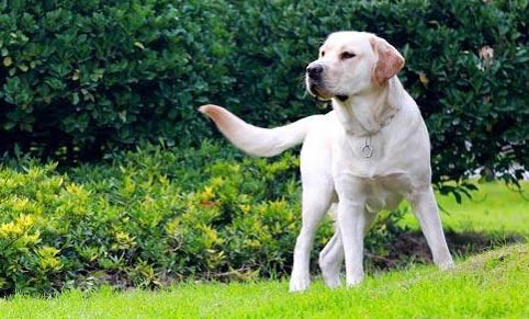 幼犬可以吃荔枝嗎?