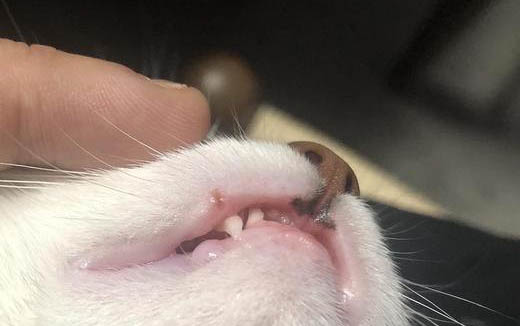 貓咪打噴嚏是不是感冒了
