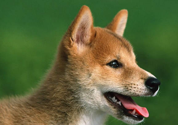 日本秋田犬價(jià)格多少錢(qián)一只