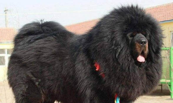 藏獒和比特犬哪個(gè)更厲害