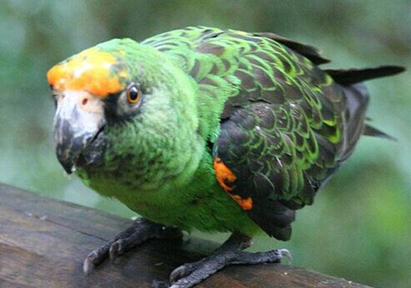 玄鳳鸚鵡耐寒溫度多少度？