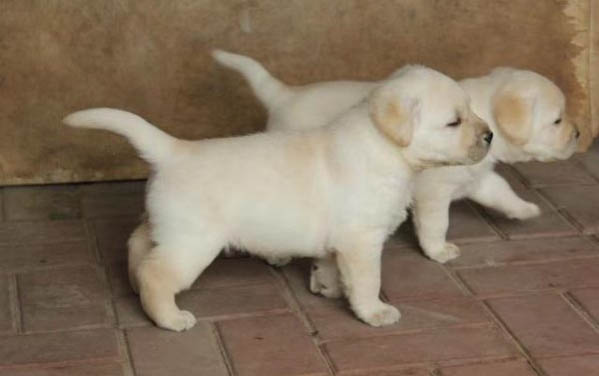 皇家幼犬狗糧如何吃到啊