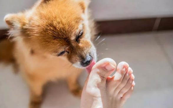 狗狗腸胃炎禁食幾天能好