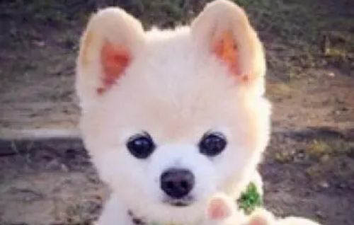 博美犬壽命