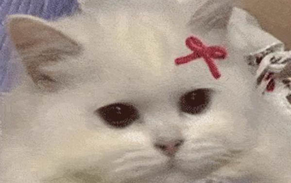 小貓屁股濕漉漉是怎么回事