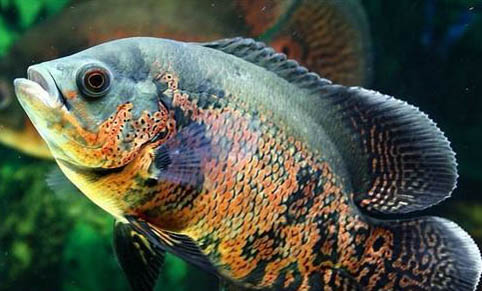 觀賞魚脹肚子怎么辦