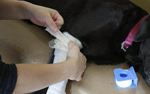 狗狗前腿關節易出現哪些問題