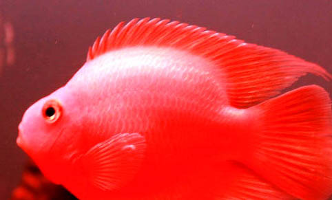 淡水觀賞魚的種類圖片大全