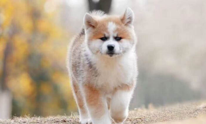 幼犬得了犬瘟還有救嗎?