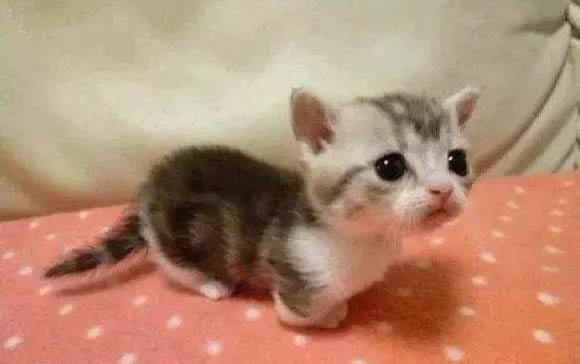 貓懷孕多長時間生小貓