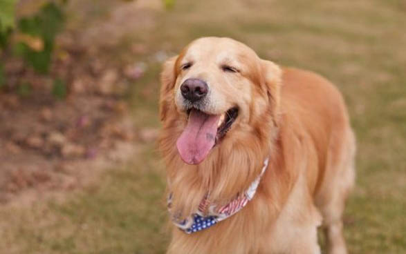 金毛犬腹部腫大,如何判斷是否腹水?