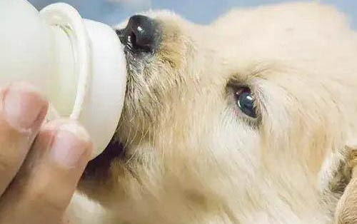 狗糧如何喂狗狗啊