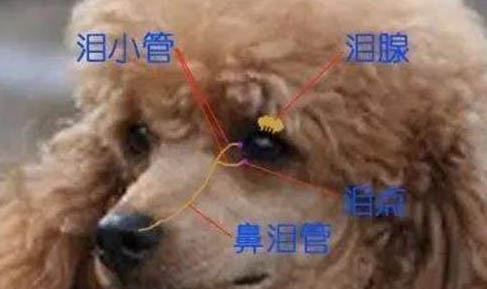 狗狗頻繁做出拉屎動作卻沒有