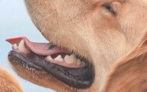 泰迪狗狗吐黃水的原因及處理方法