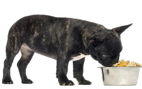 狗狗可不可以吃西梅果肉