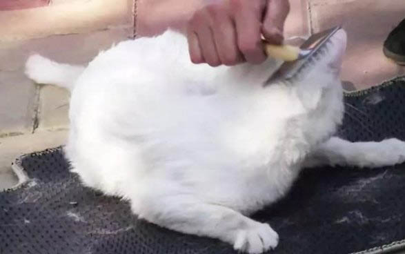請問貓咪嘔吐的原因及處理方法?