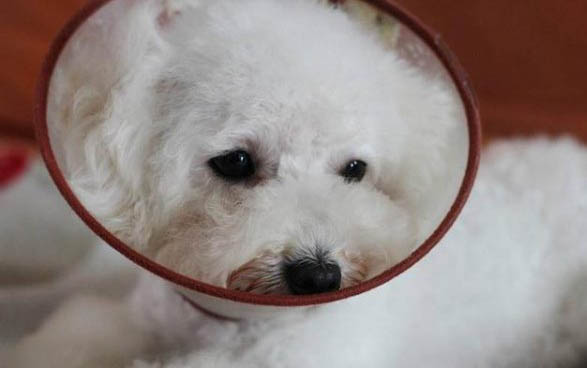 狗狗懷孕后期會有哪些癥狀