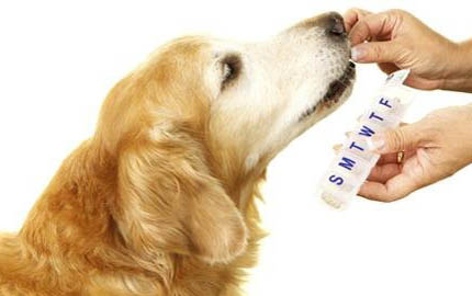 那么幼犬多久取消籠養