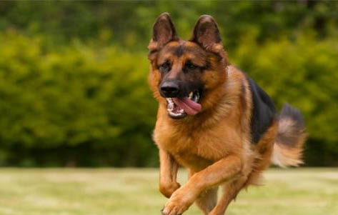 警犬品種有哪些