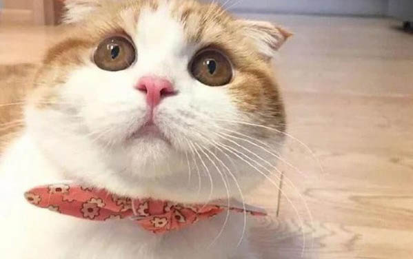怎么確定貓是不是便秘了?
