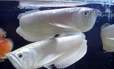 銀龍魚多久喂食一次？