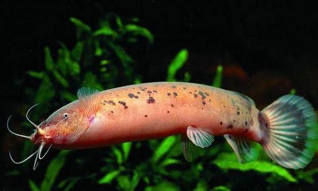 釣魚(yú)如何選擇釣竿
