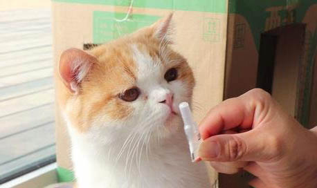 貓咪懷孕多久能看出來起肚