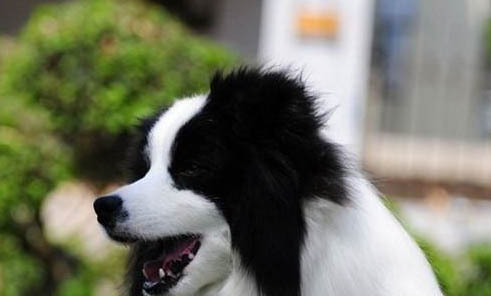 犬類品種有哪些