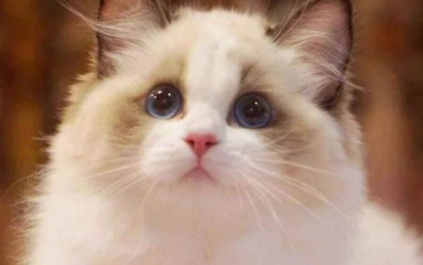 貓咪益生菌可以添加鉛和砷不?
