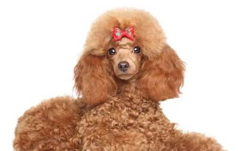 貴賓犬和雪納瑞哪個好養