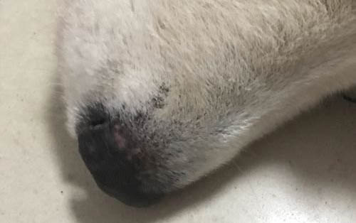 狗狗一直喘氣呼吸急促吐舌頭