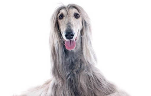 為何中國禁止阿富汗犬