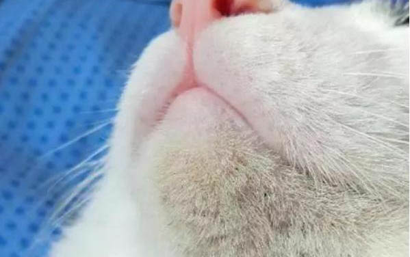 貓咪踩奶為什么還舔