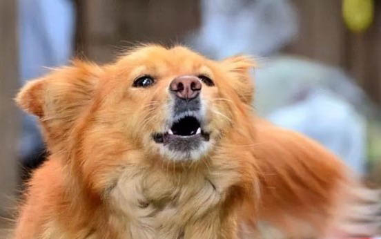 狗狗吐黃粘液吃什么藥好