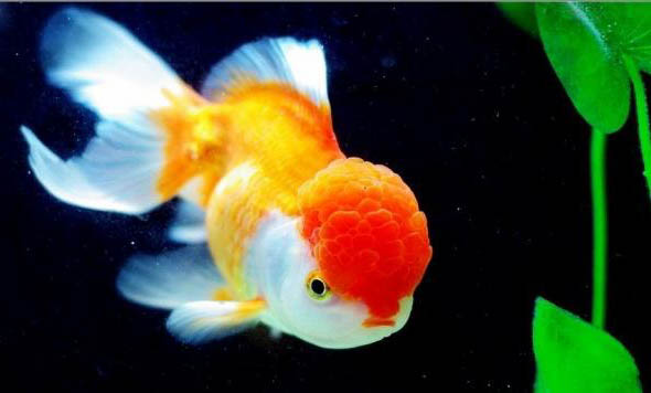 熱帶魚缸水渾濁怎么處理