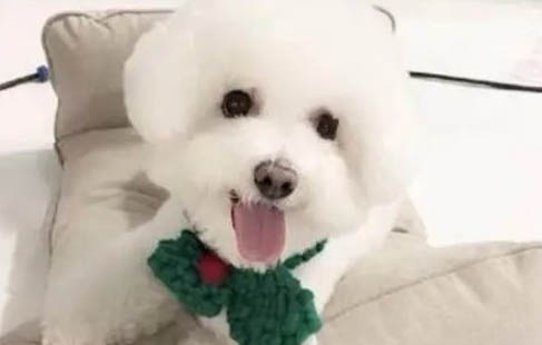比熊狗狗皮膚病怎么治