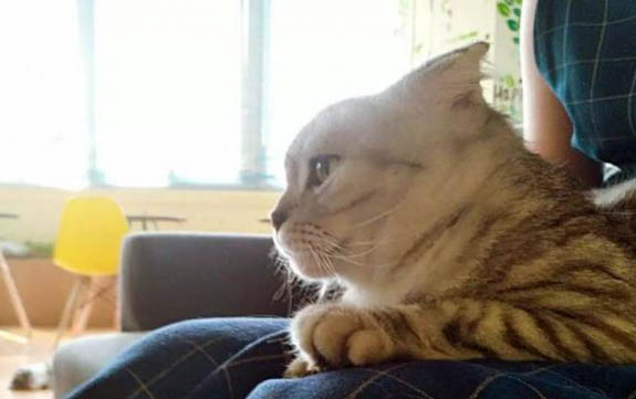 小貓咪怎么教不咬人