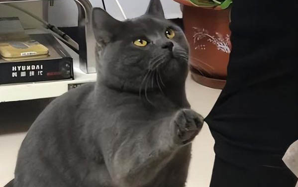 小貓到新家拉稀要多久?