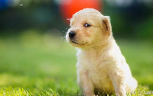 純種金毛犬多少錢怎么挑選