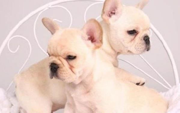 什么狗糧適合拉布拉多