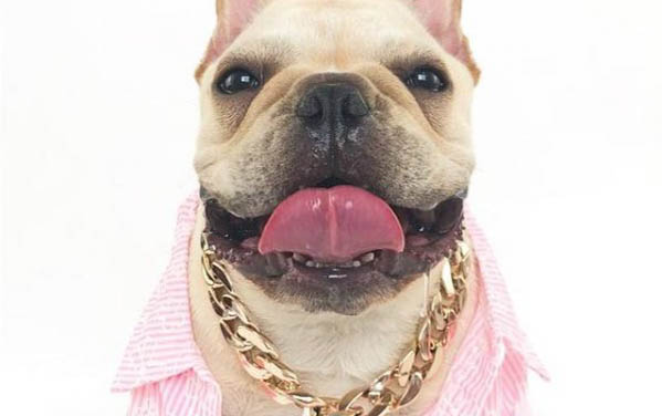 狗狗來完事但是不消腫