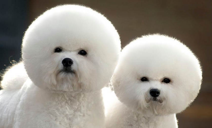 比熊犬毛發打結了要怎么辦