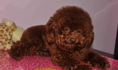 如何自制貴賓犬狗糧