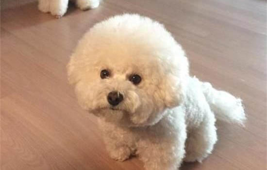 三個月比熊怎么訓練大小便
