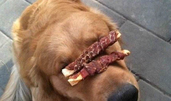 狗狗細小好后還會得病毒嗎?