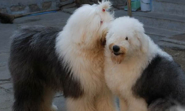 英國古代牧羊犬價格?古牧飼養注意事項有哪些?