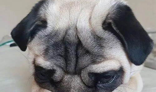 怎么教狗狗去衛生間大小便
