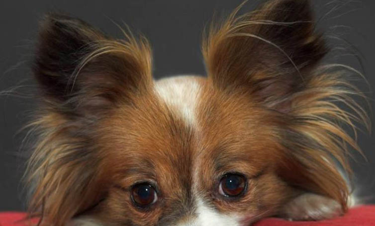 蝴蝶犬的飼養(yǎng)要點有哪些